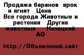 Продажа баранов, ярок и ягнят › Цена ­ 3 500 - Все города Животные и растения » Другие животные   . Ненецкий АО